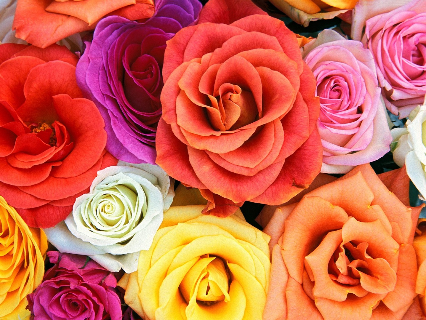 Colorfull Roses