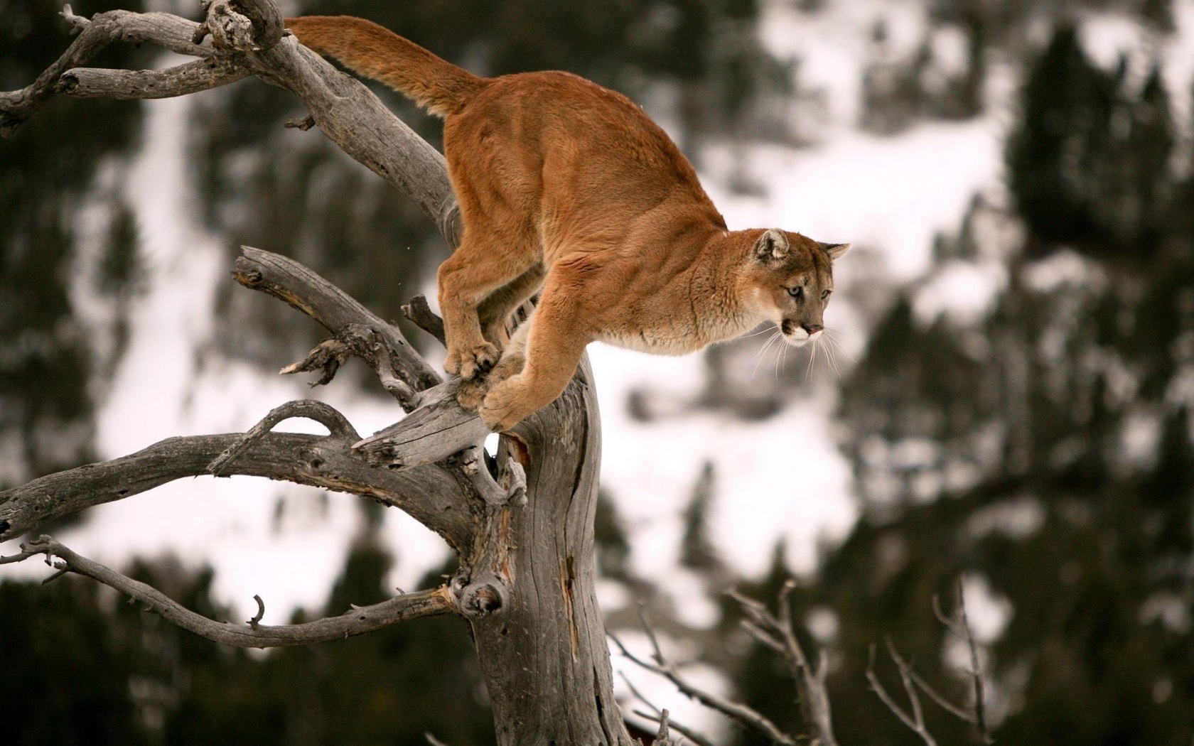 Cougar Jump On Tree
