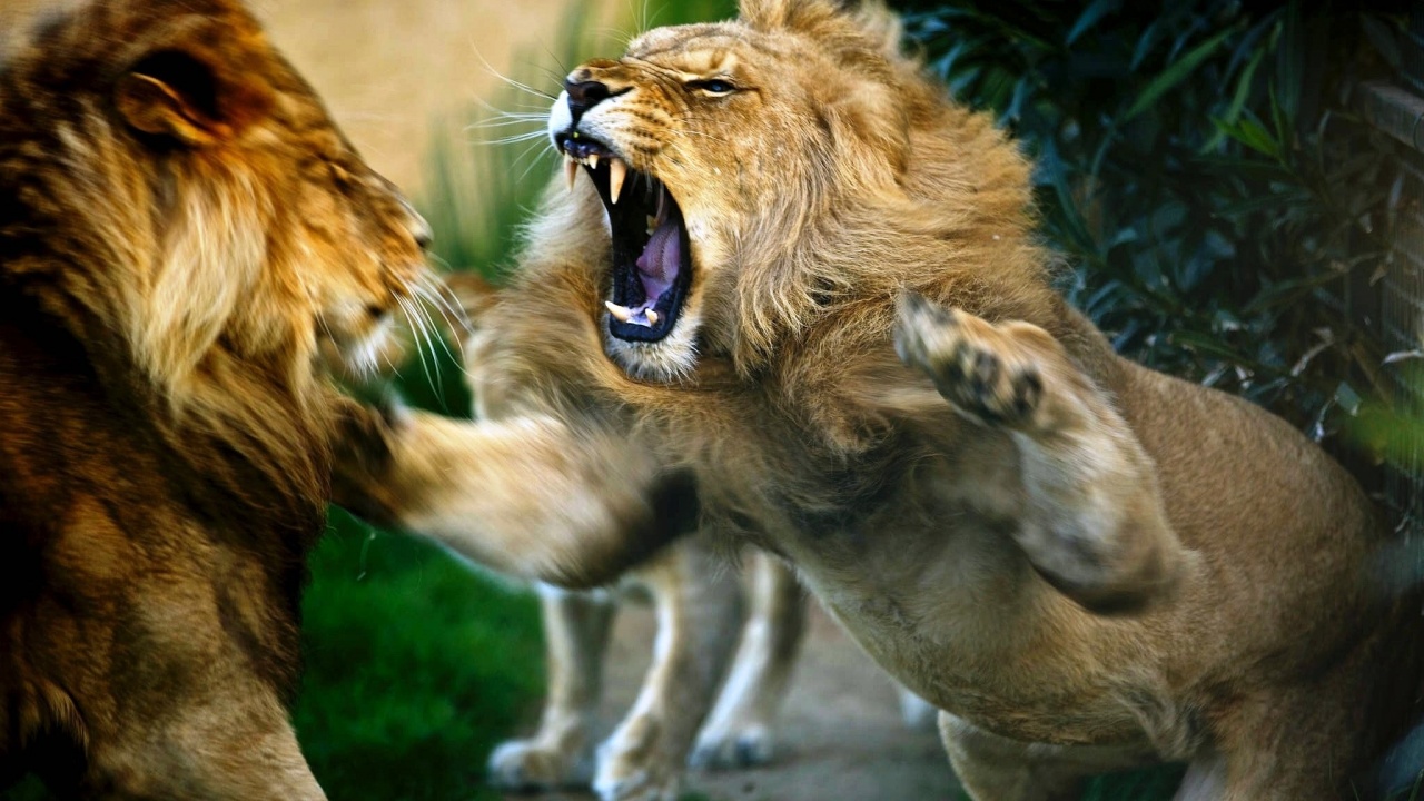 Cruel Lions