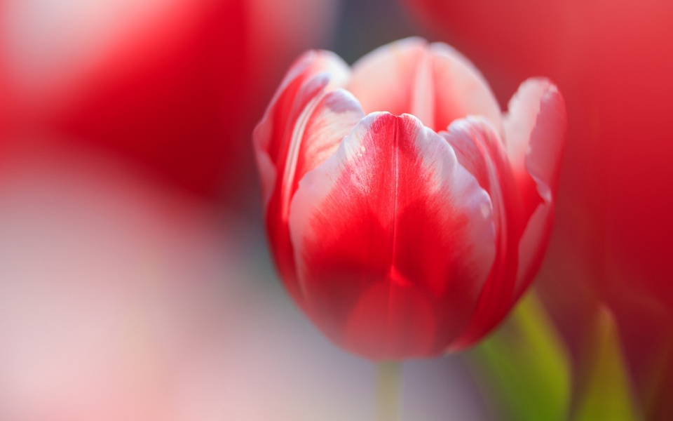 Cute Red Tulip