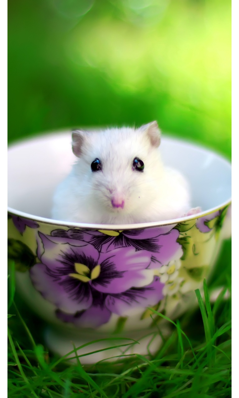 Cute White Mouse In Cup