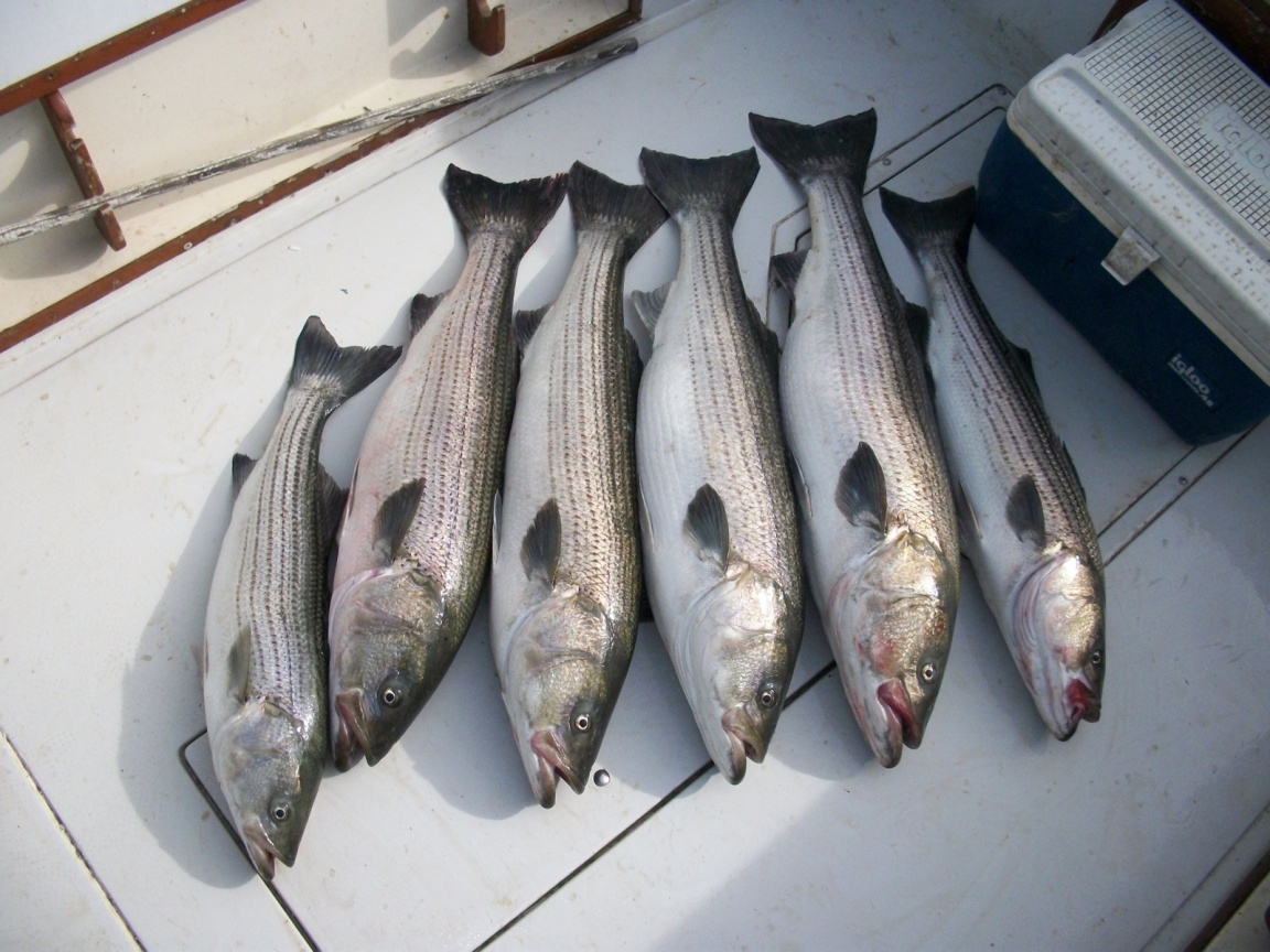 Delaware Bay Striper Fishin