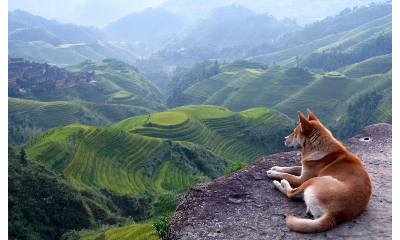Dog View Landscape