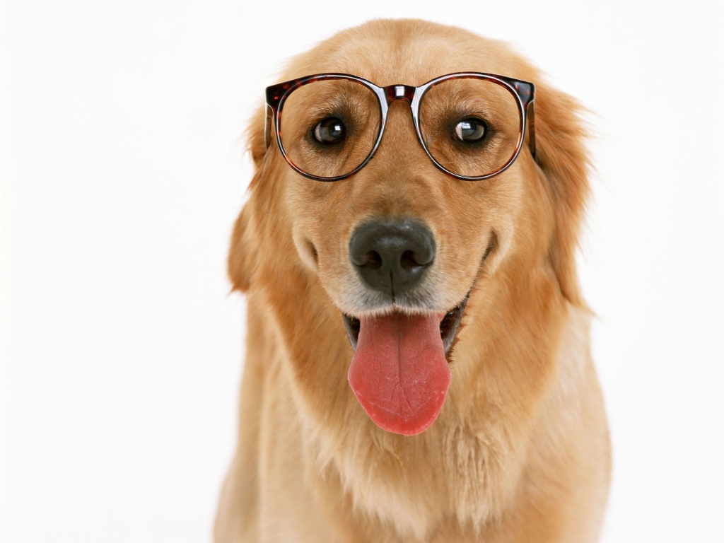 Dog Wearing Glasses