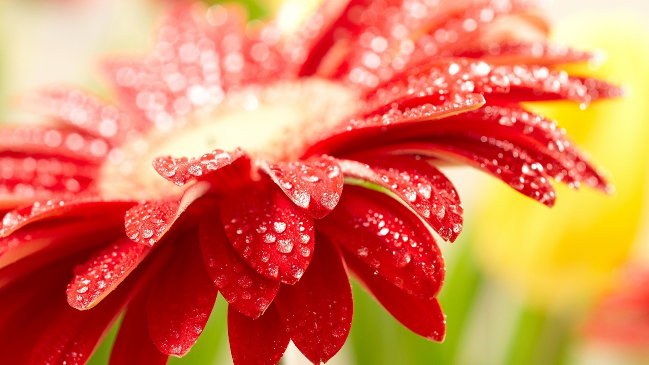 Drops And Red Flower