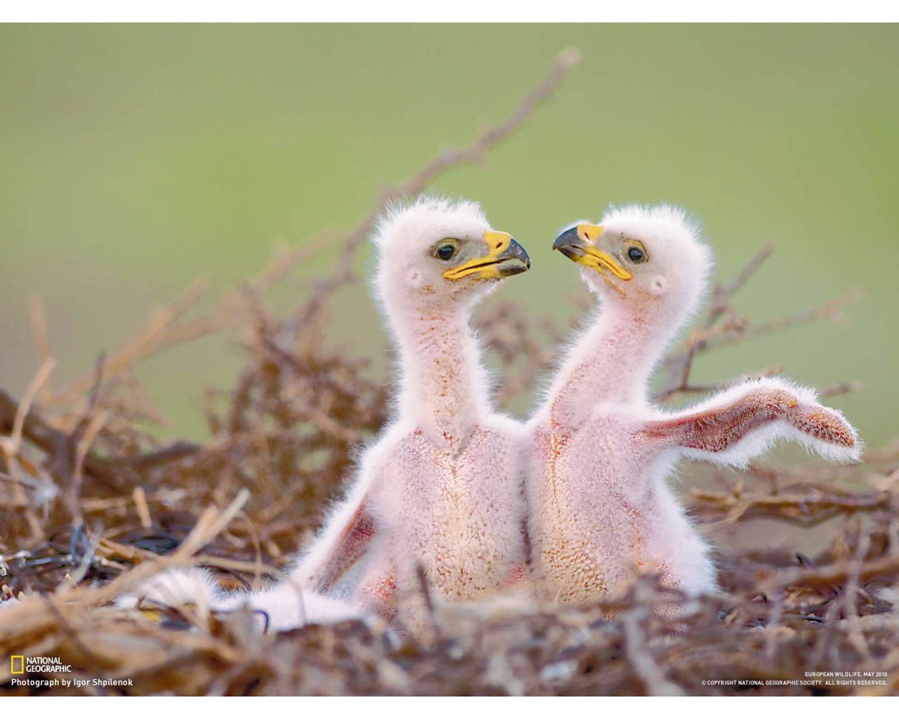 Eagle Chicks