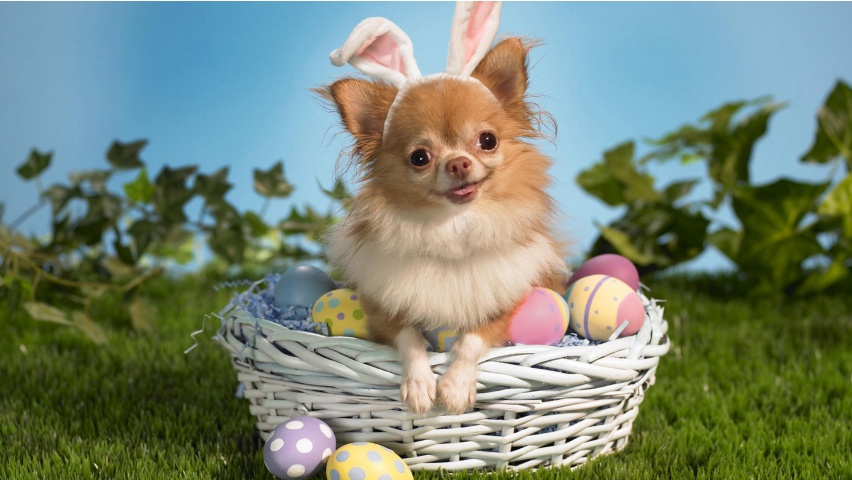 Easter Day Dog
