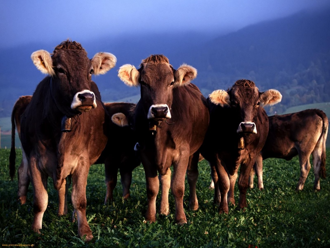 Few Cows At Pasture