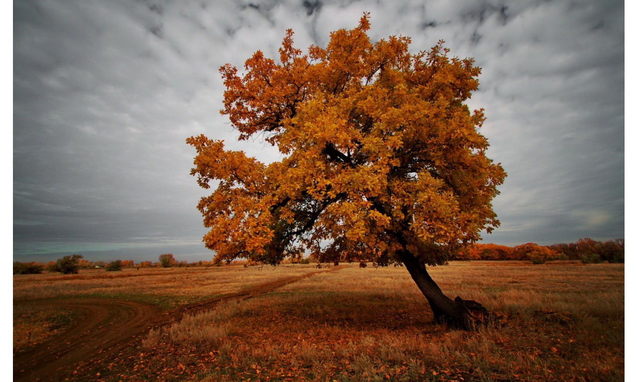 Field In Autumn Tree
