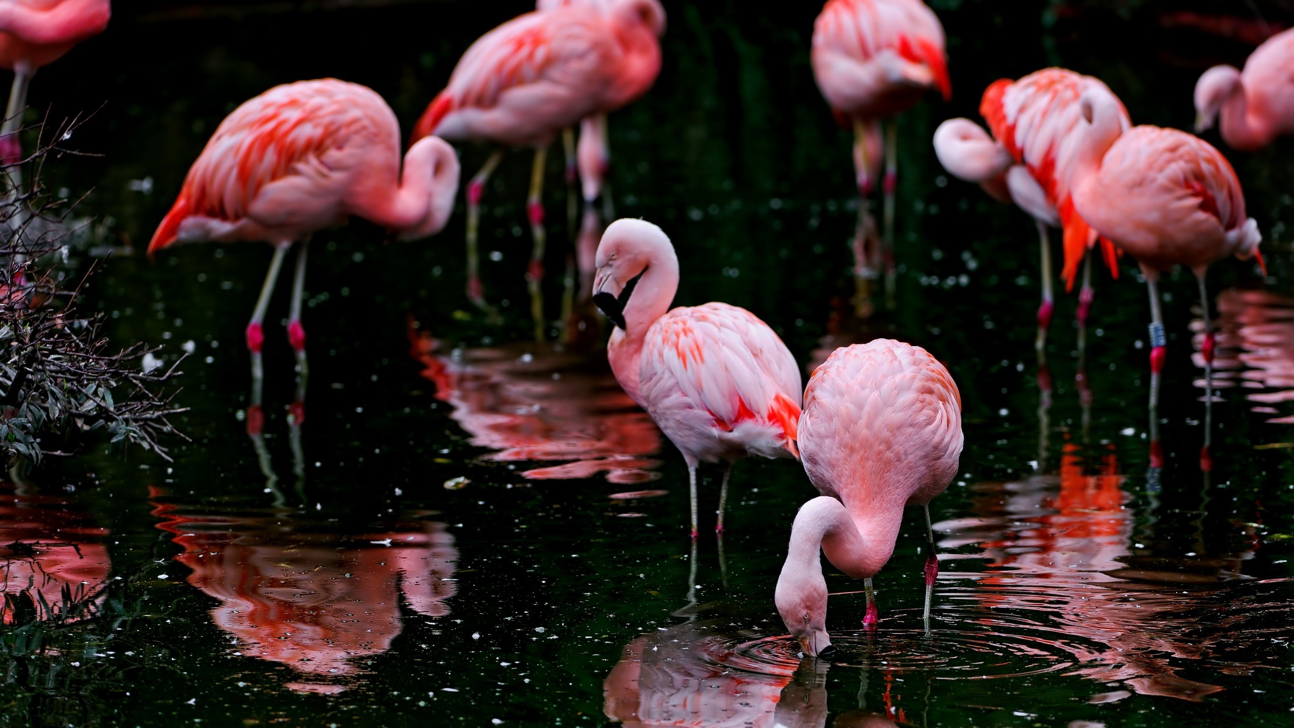 Flamingo Birds A Reservoir