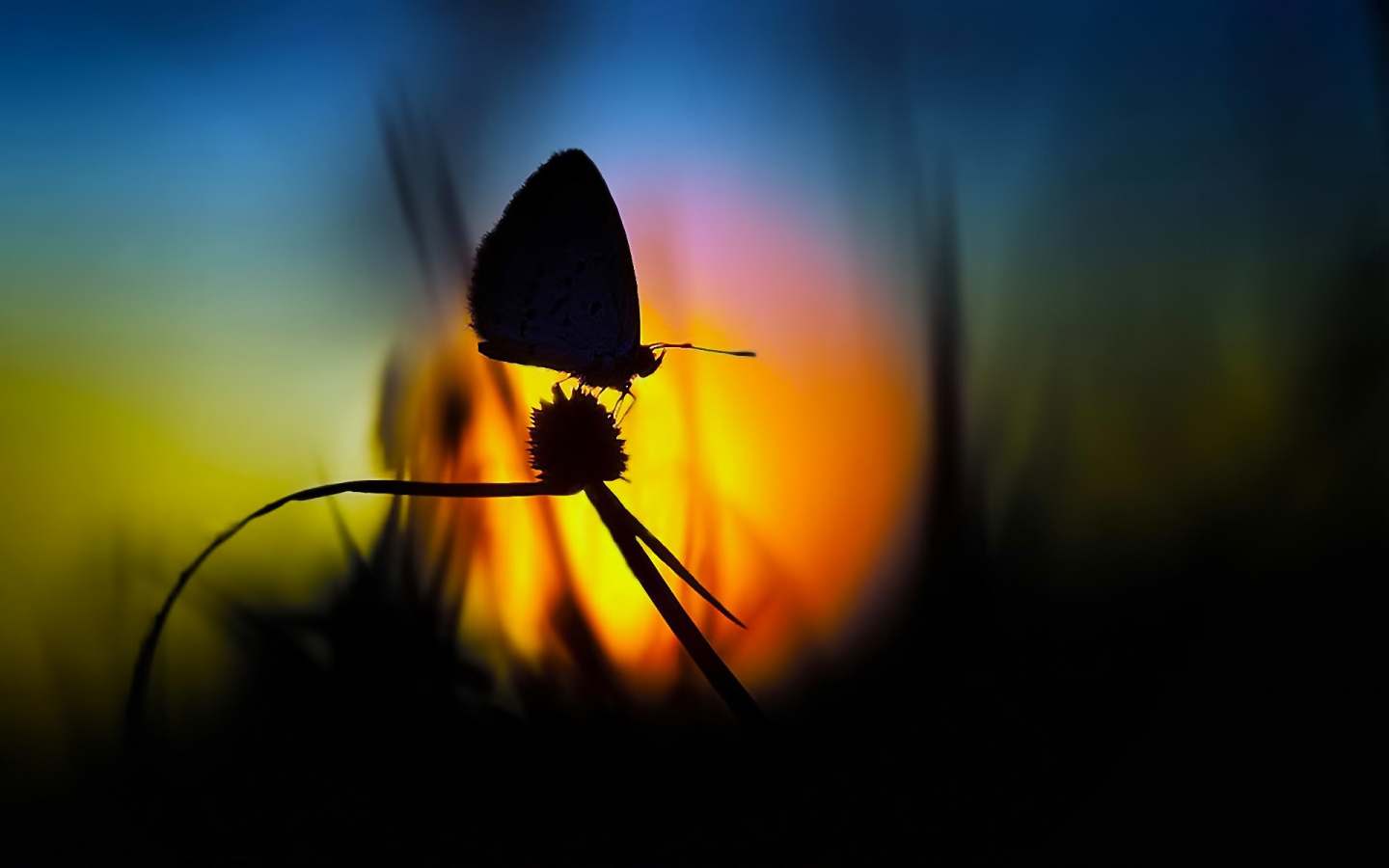 Flower On Butterfly Evening Time