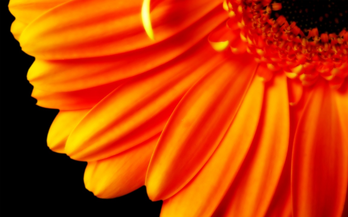 Flower with Orange Petals