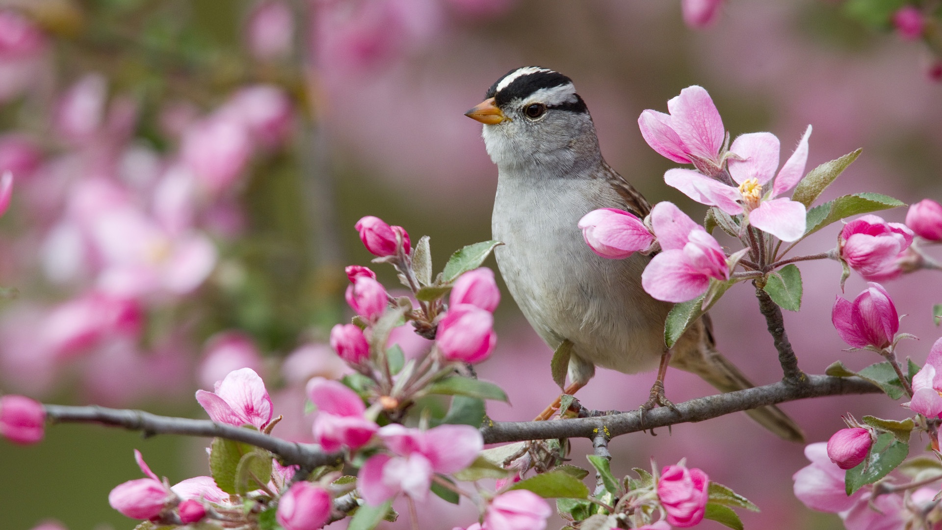 Flowers Branch Sparrow Bird