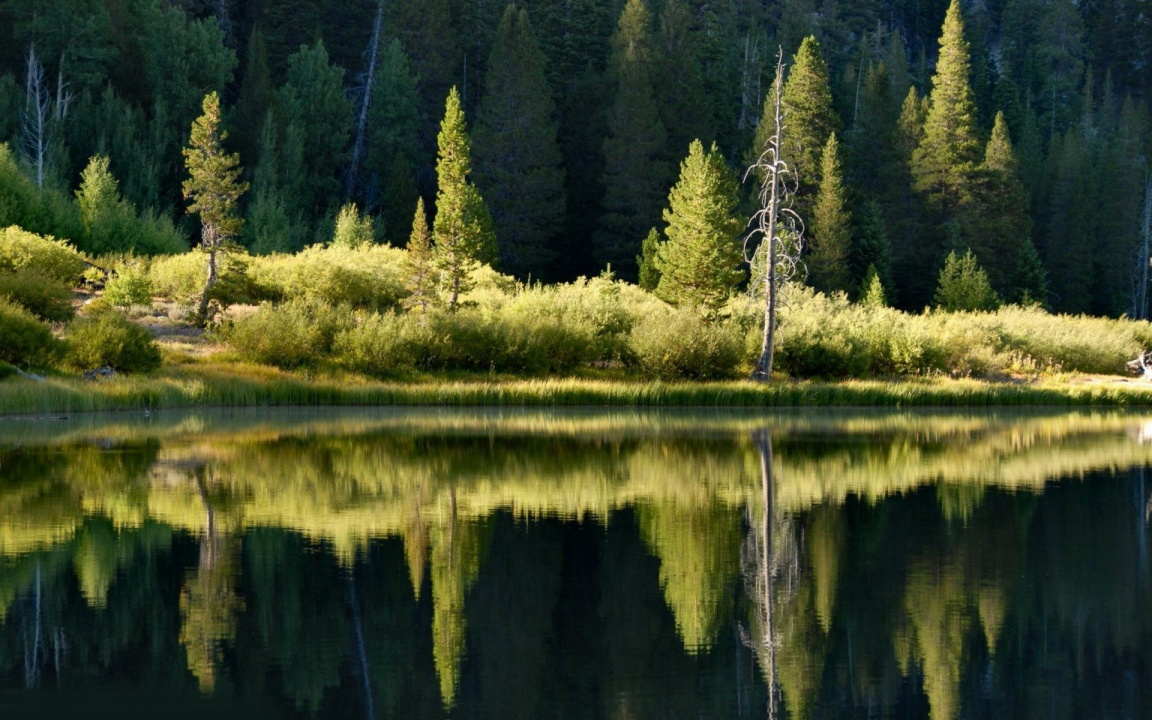 Forest Reflected in the Lake