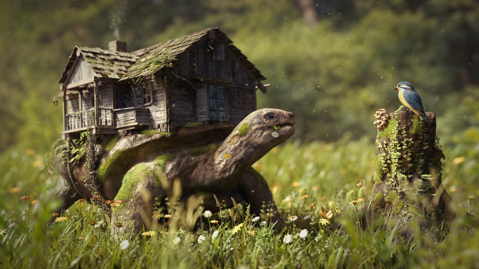 Forest Turtle On House