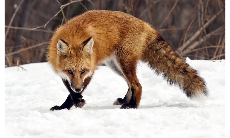 Fox Winter
