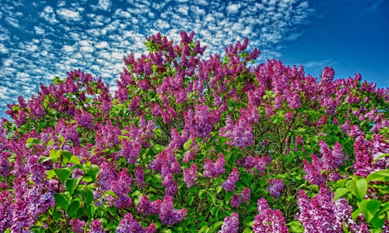 Fragrance The Lilacs