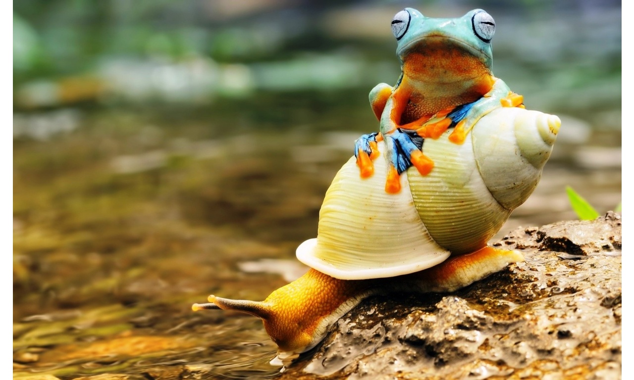 Frog Sitting On Snail