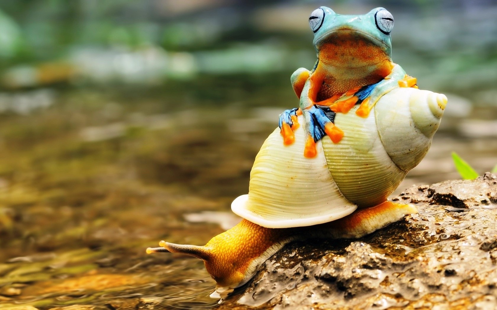 Frog Sitting On Snail