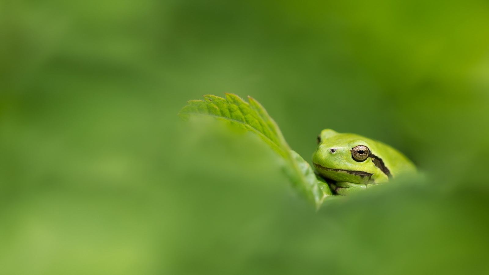 Frog With Green Nature