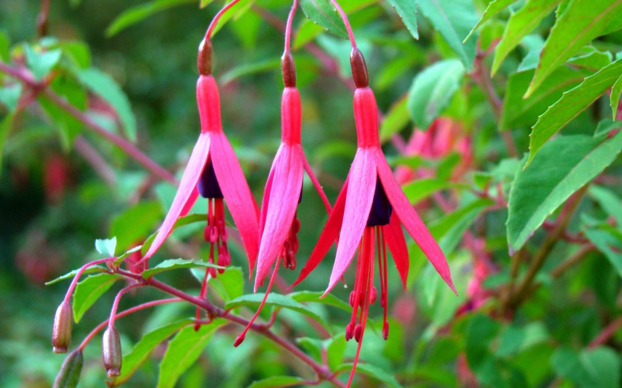 Fuchsia Flower And Leaves