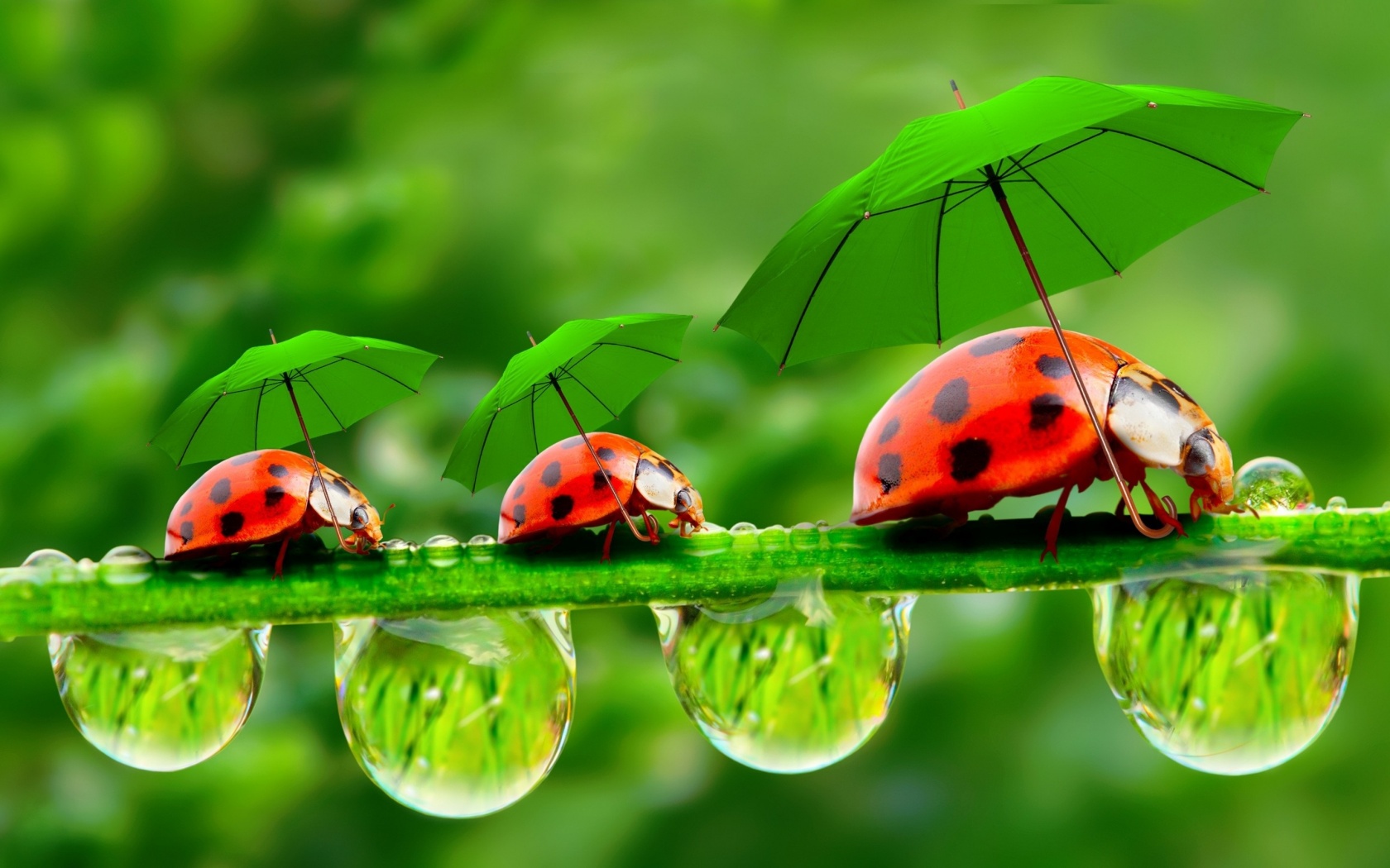 Funny Ladybugs With Umbrellas