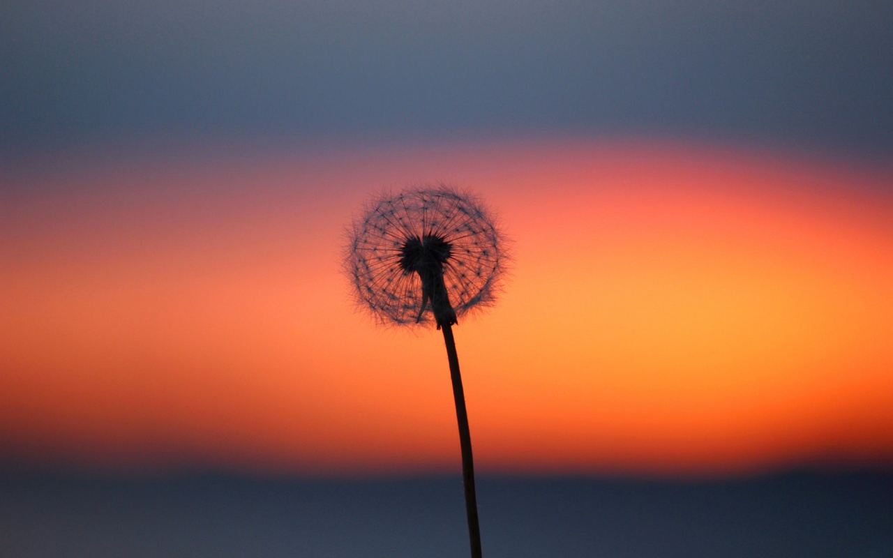 Glow Dandelion Flower And Clouds