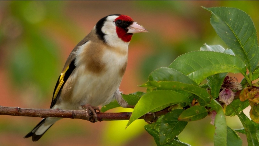 Goldfinch Bird On Branch