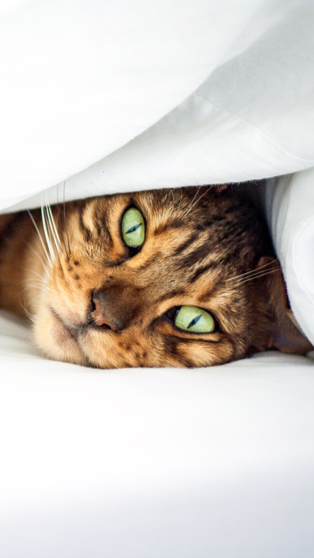 Green Eyes Cat In Bed