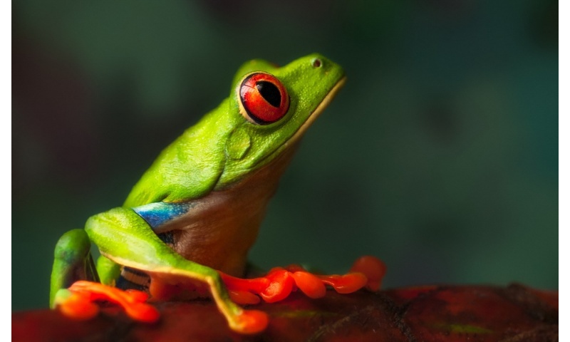 Green Frog Macro
