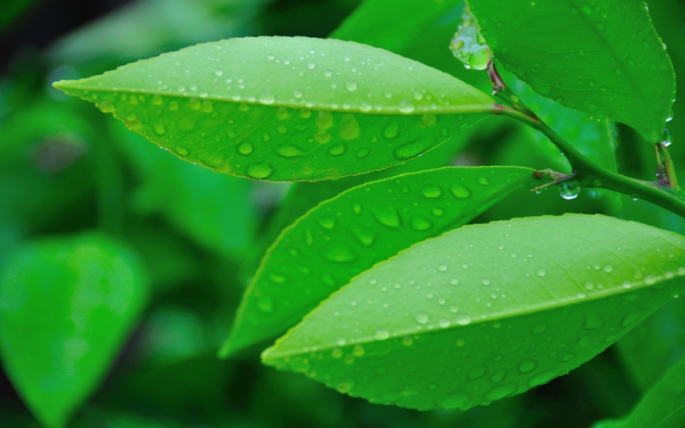 Green Leaves Of Wet After Rain