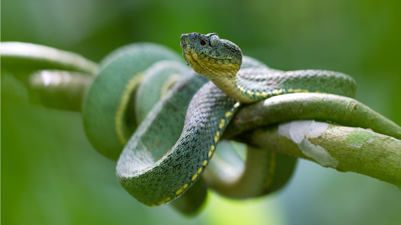 Green Snake Eye Branch