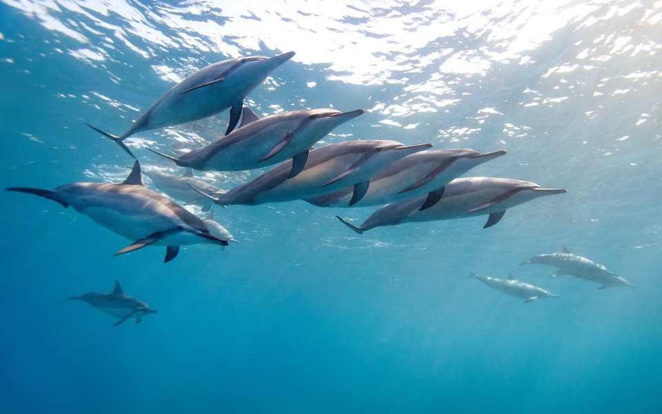 Group Of Dolphins