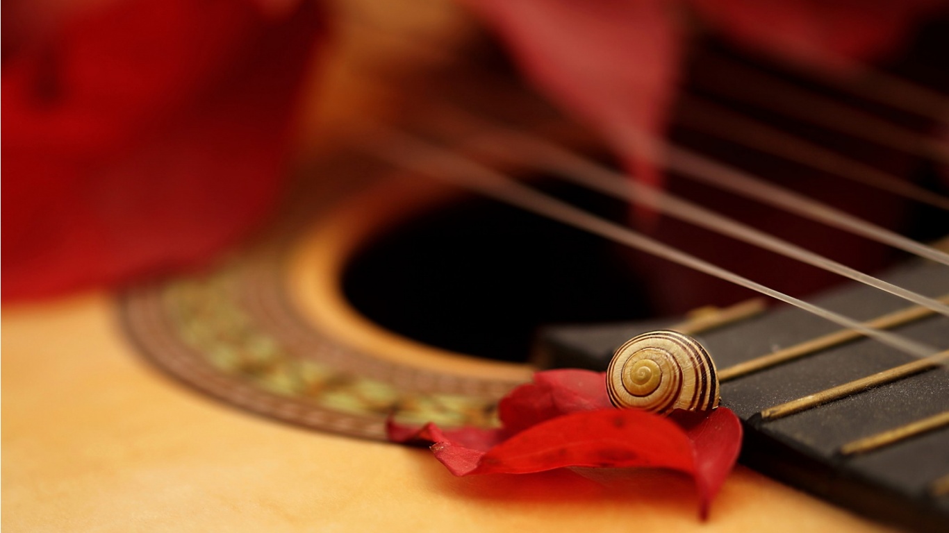 Guitar Snail And Rose Petals