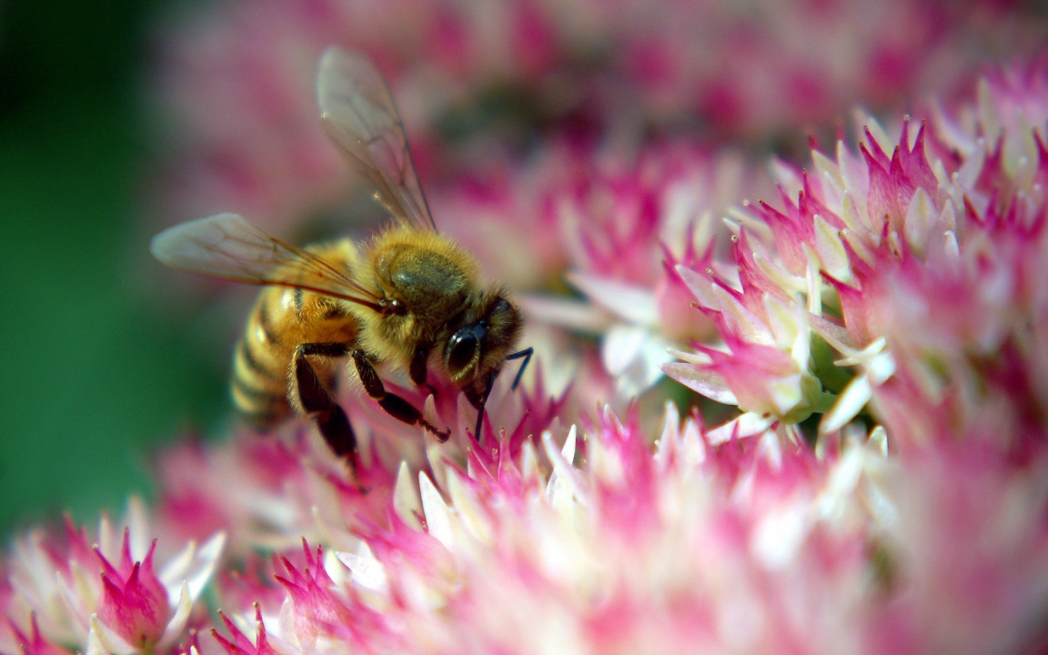 Honeybee on the Flower