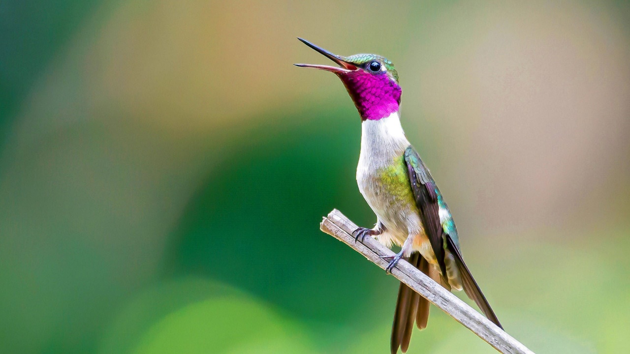 Hummingbirds Bird Nature Bokeh