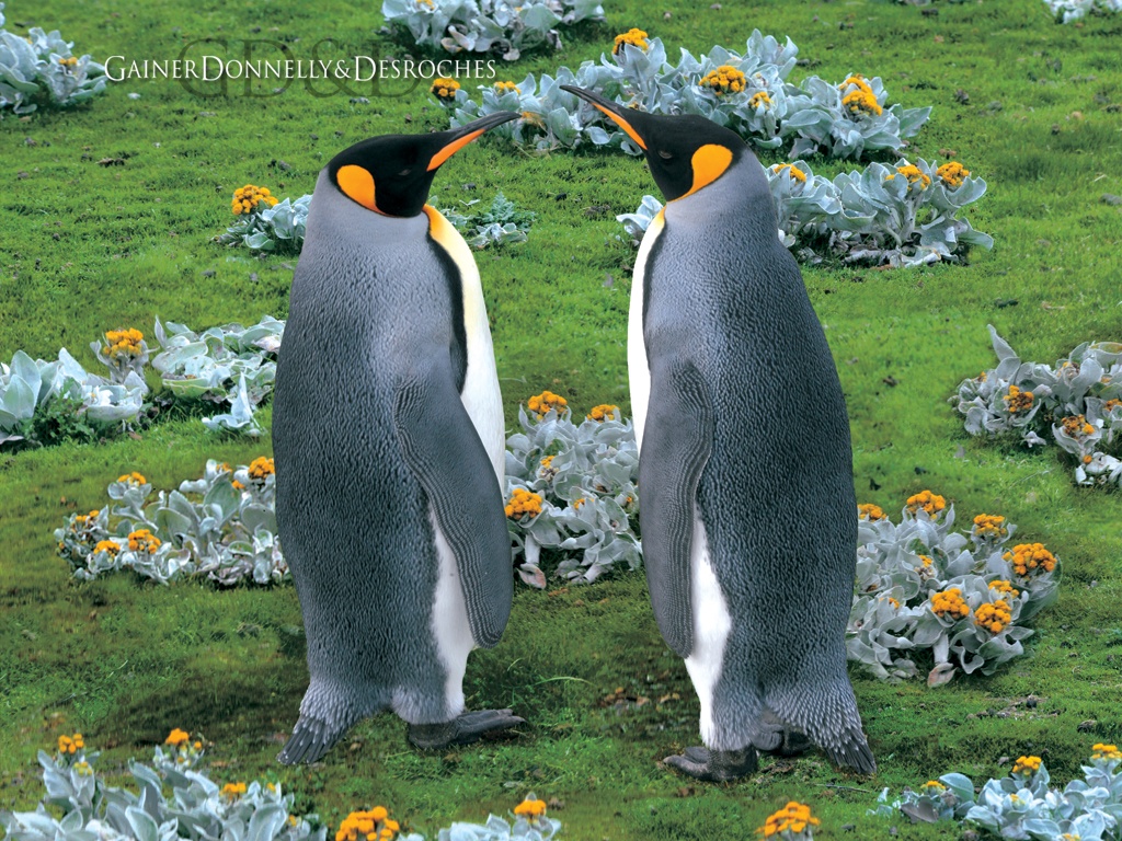 King Penguins Falkland Island