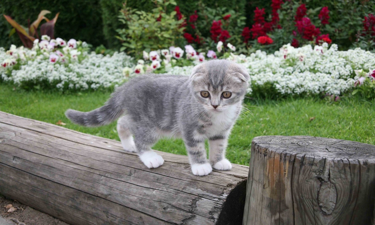 Kitten On A Log