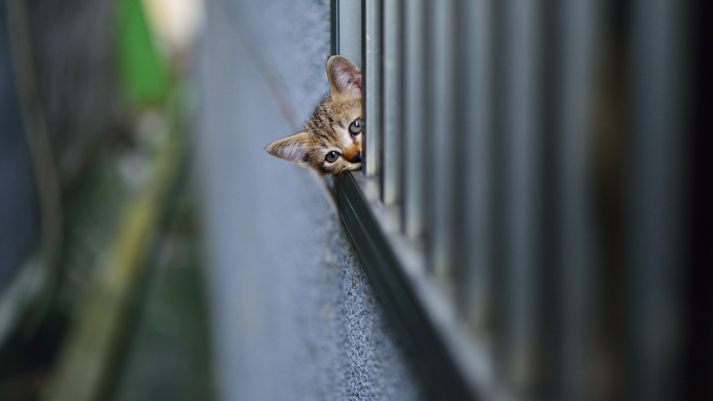 Kitten Watching At Wall
