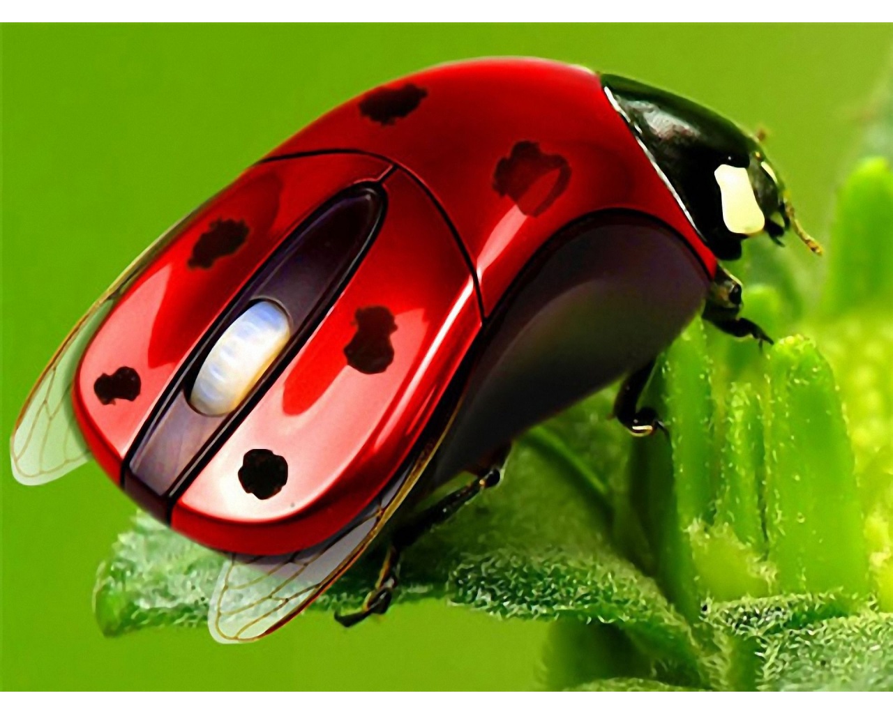 Ladybirds Mouse