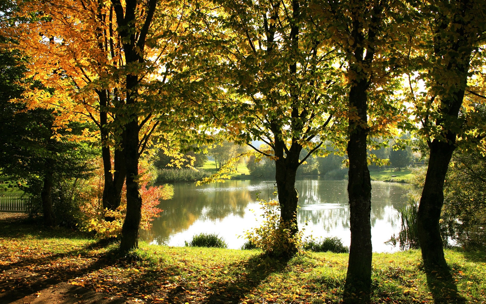 Lake in the Middle of Autumn Forest