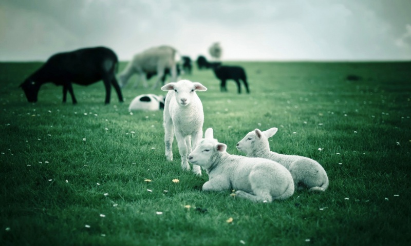 Lambs In Green Field