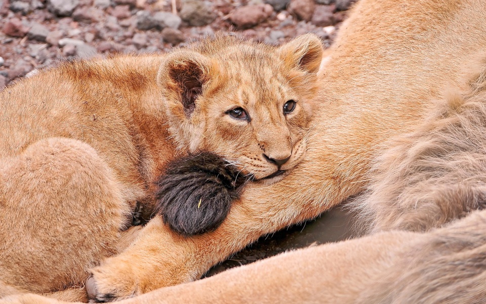 Lion Cub Looking Sad
