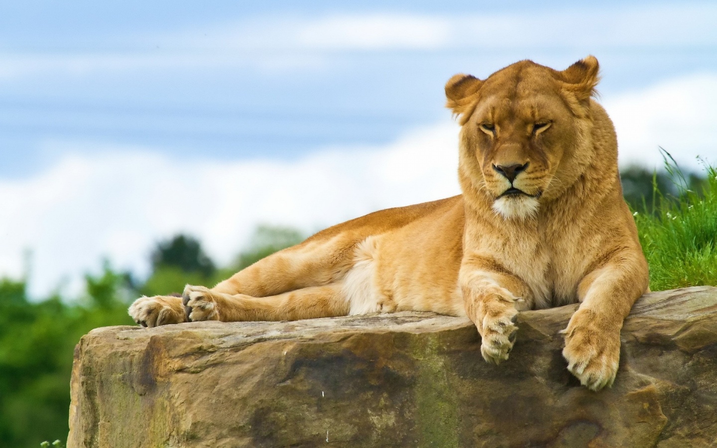 Lioness Lying On A Rock