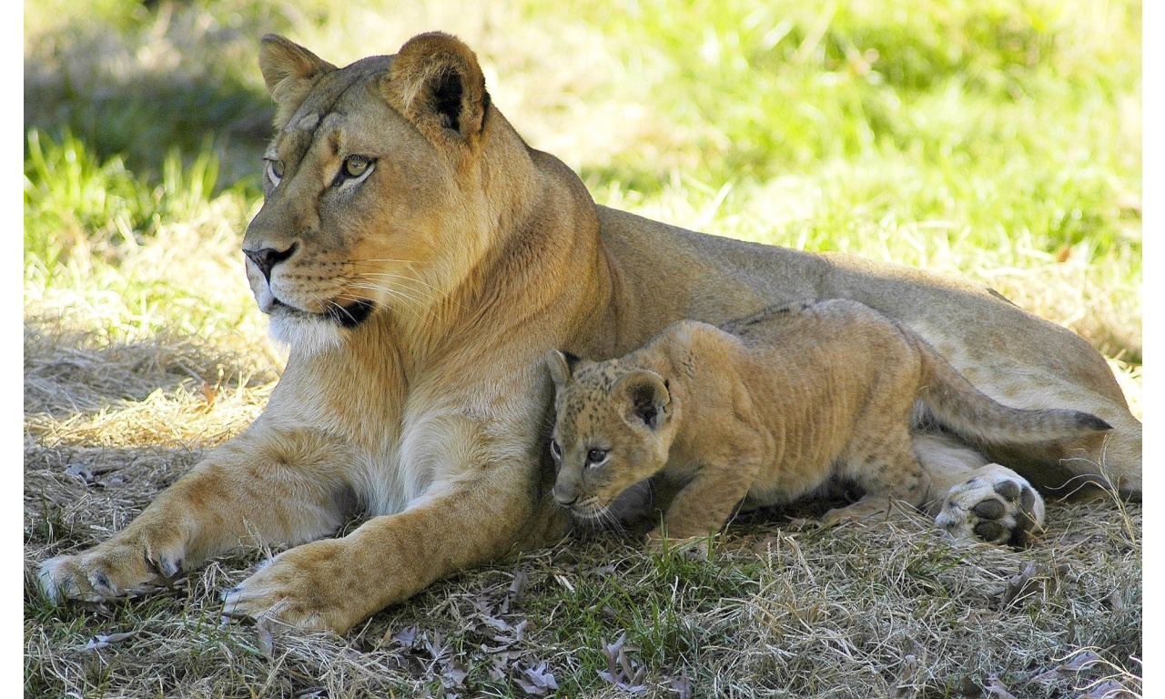Lioness With Her Cute Baby Cub