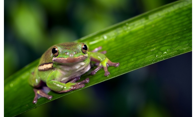 Little Frog Background