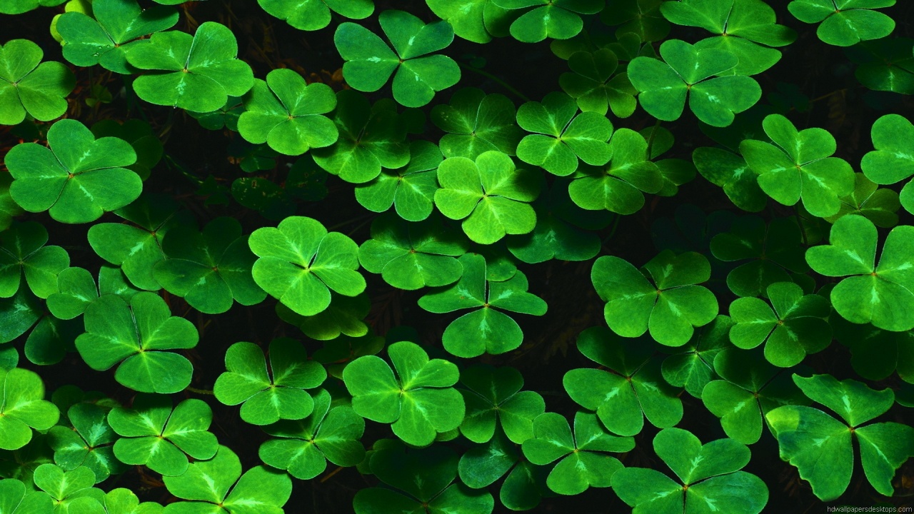 Lots of Clovers