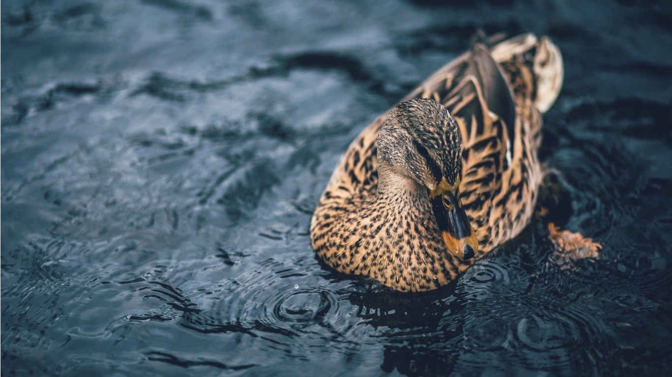 Mallard Duck Swimming Across A Pond