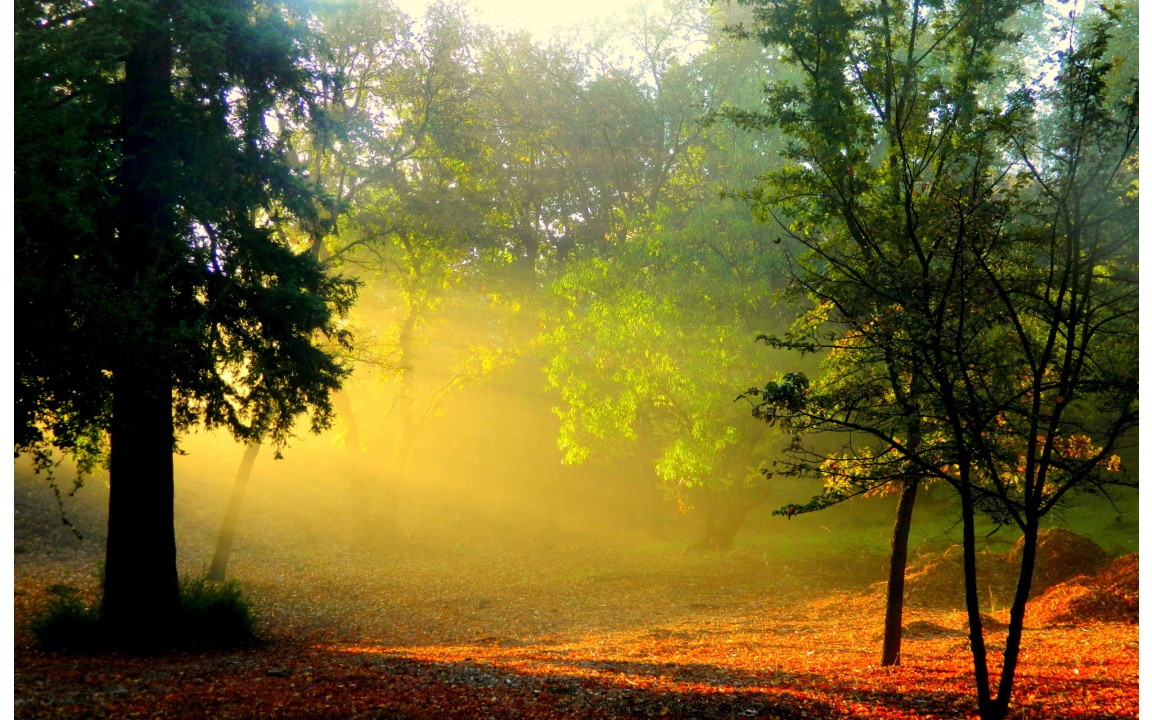 Morning Sunlight And Smoke In Forest