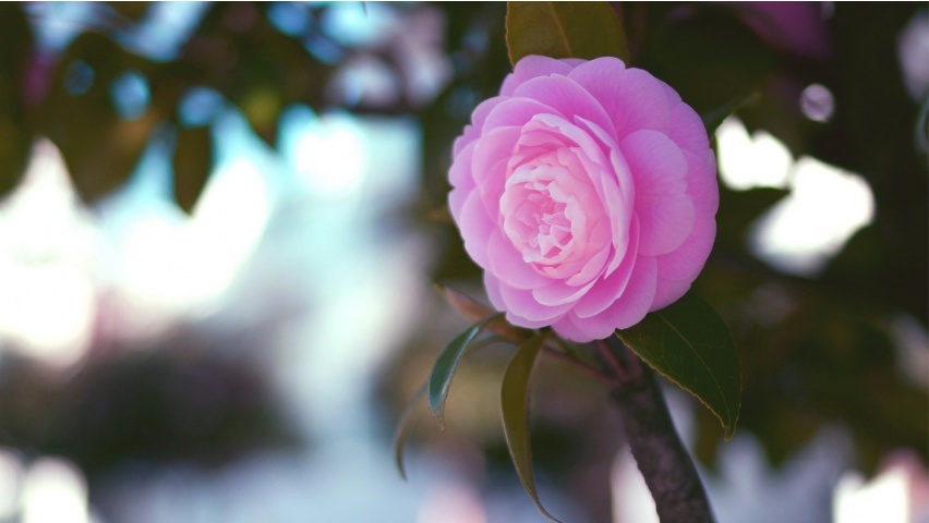 Natural Pink Roses Flower